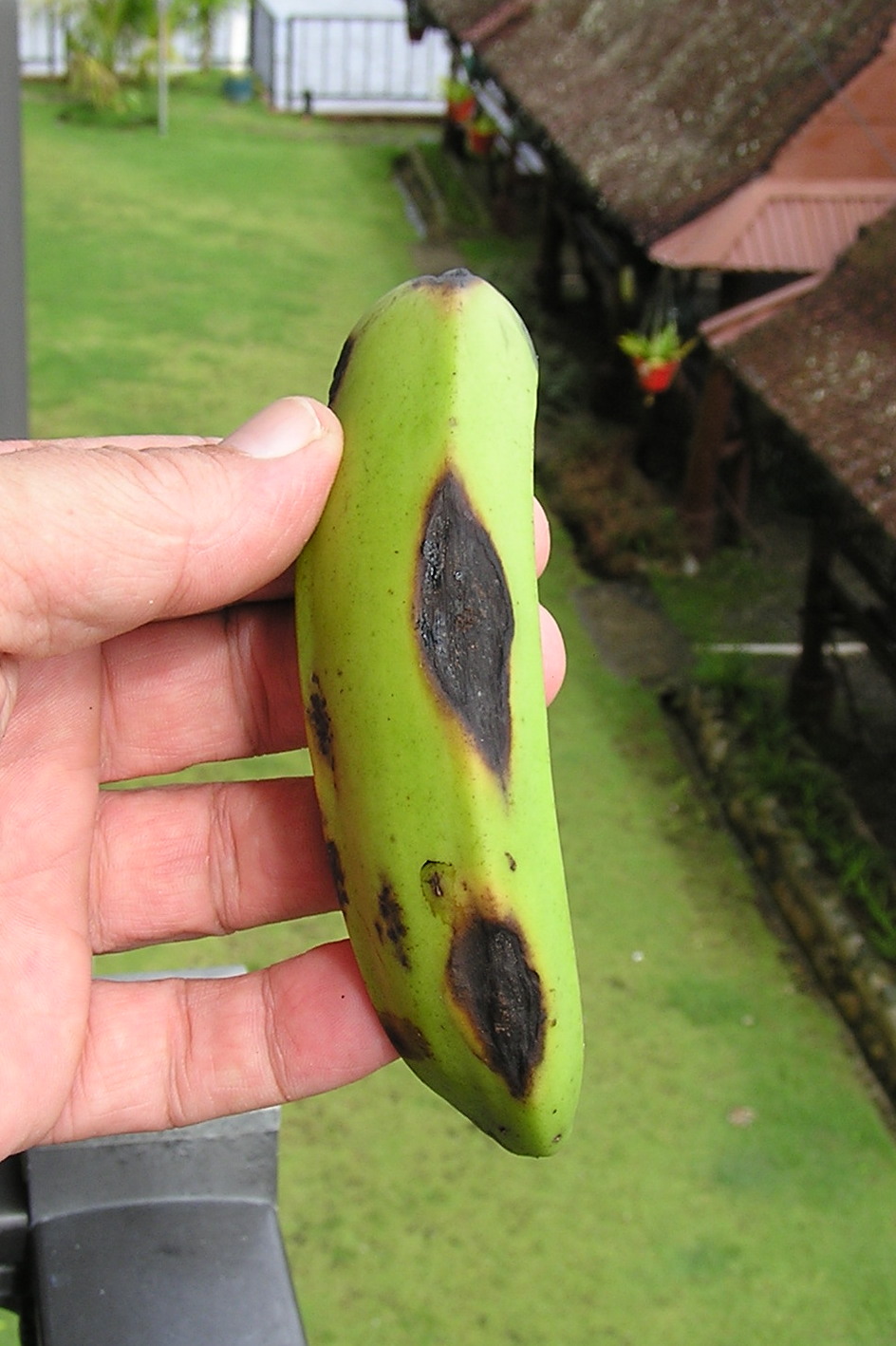 Banana Diseases and Pests, Description, Uses, Propagation