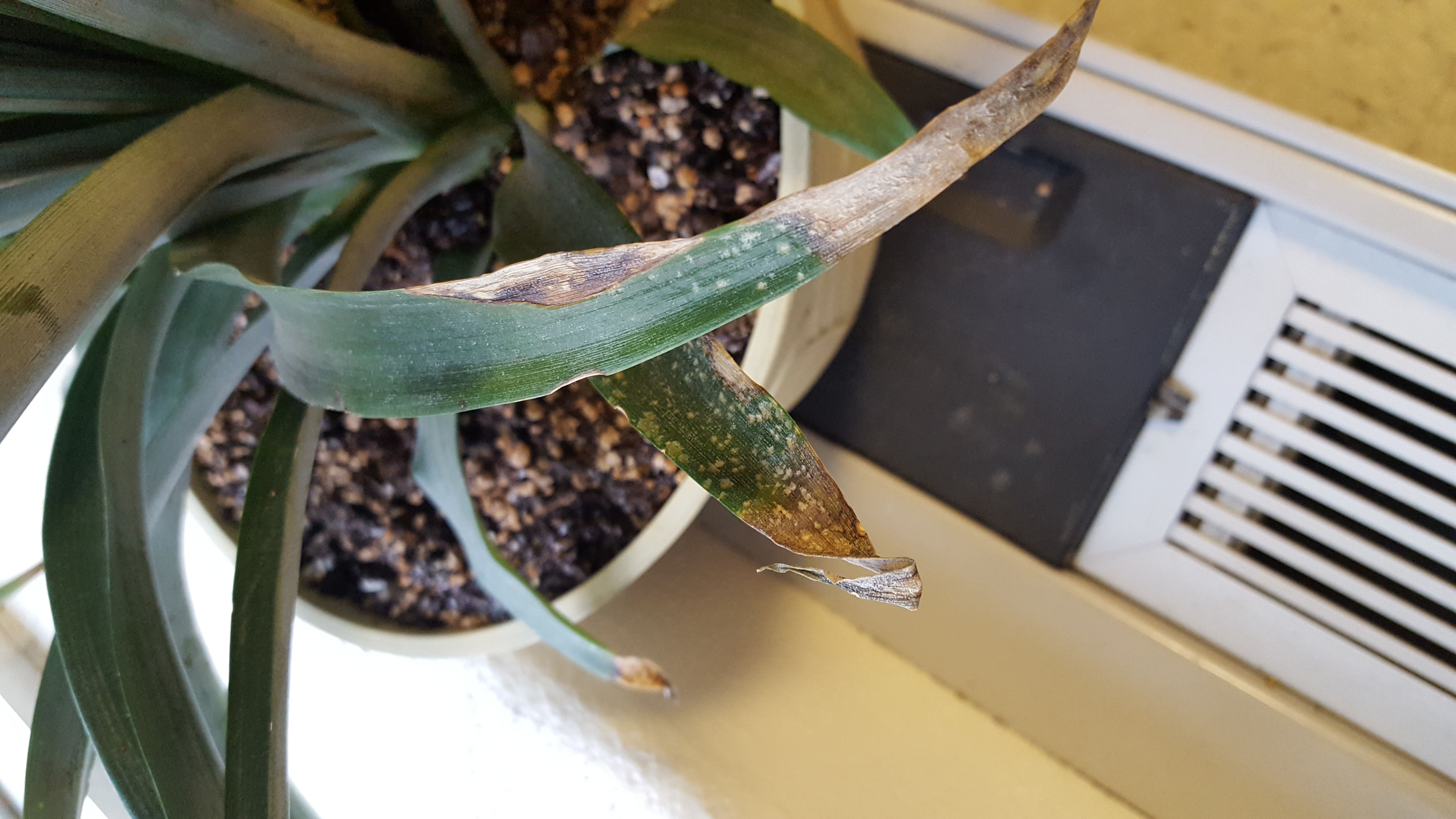 Pineapple Does my pineapple plant have a disease or am I over/under