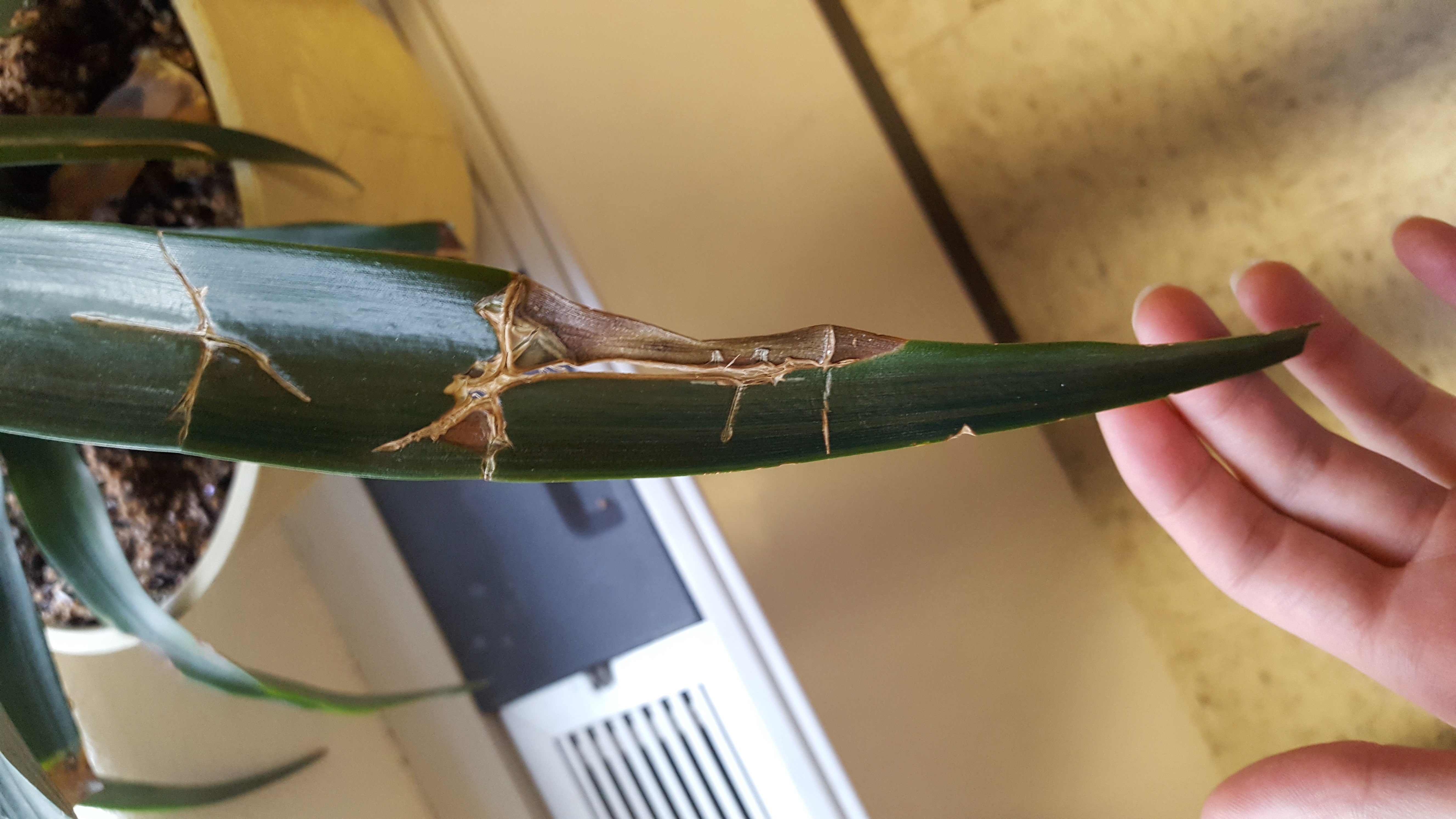 Pineapple Does my pineapple plant have a disease or am I over/under