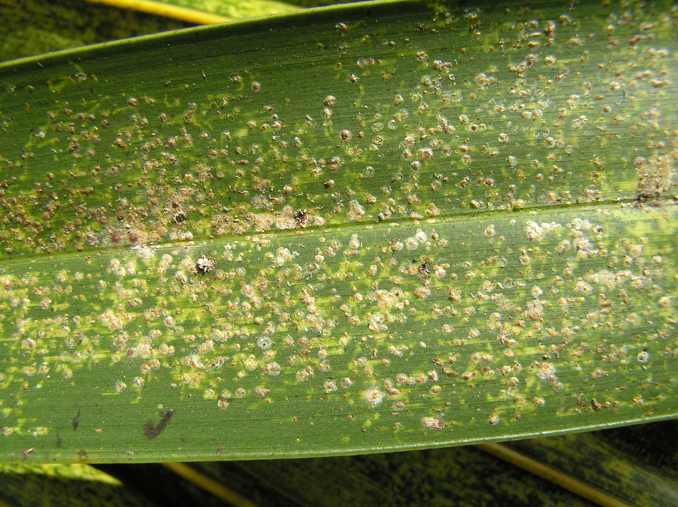 Coconut Diseases and Pests, Description, Uses, Propagation