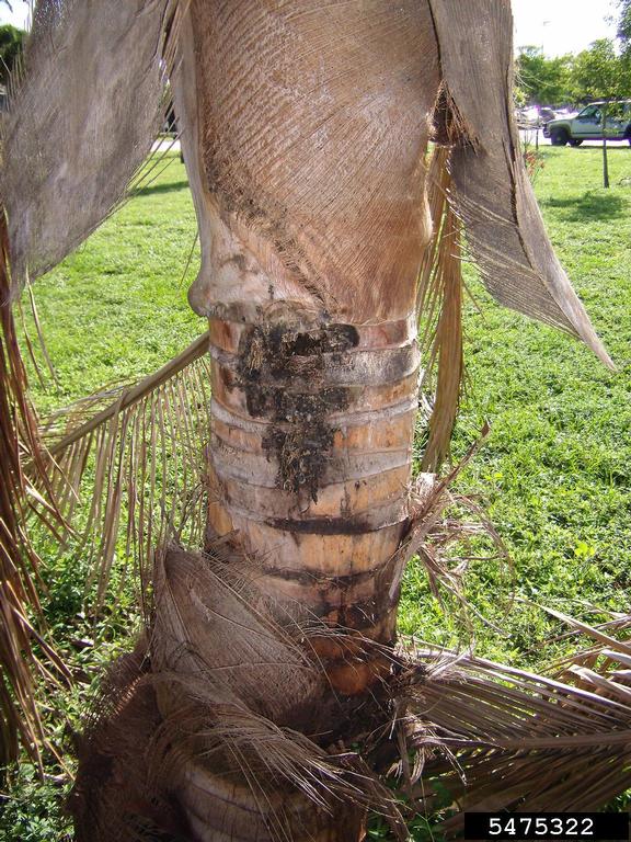 Coconut Diseases and Pests, Description, Uses, Propagation