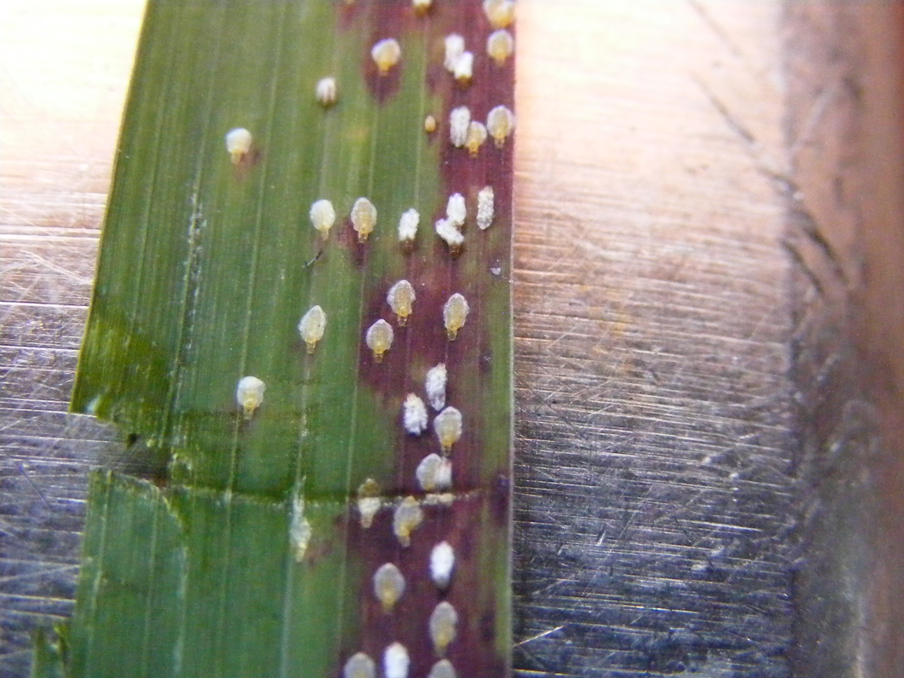 Lemon grass Need help identifying this pest/disease