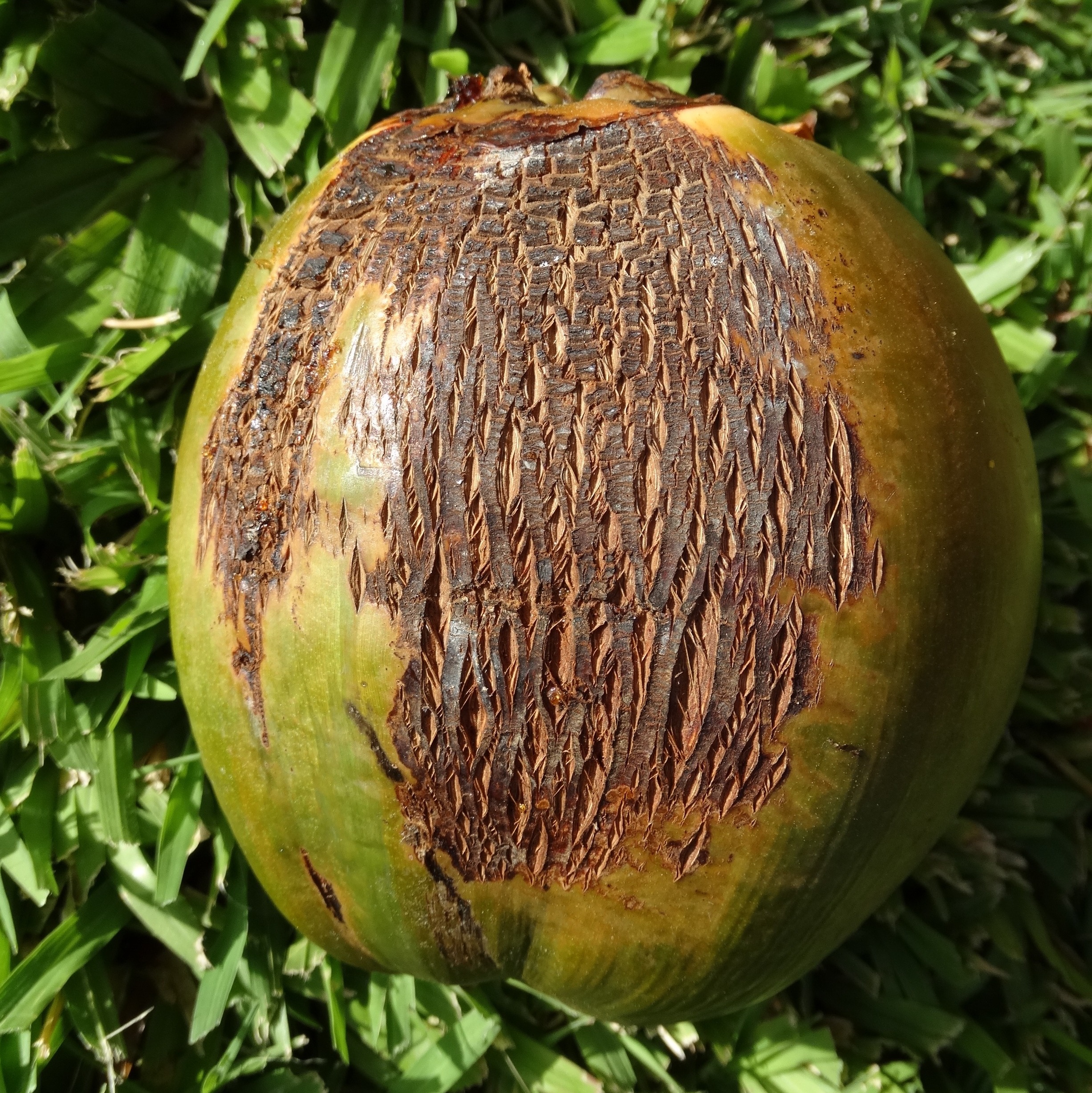 Coconut Diseases and Pests, Description, Uses, Propagation