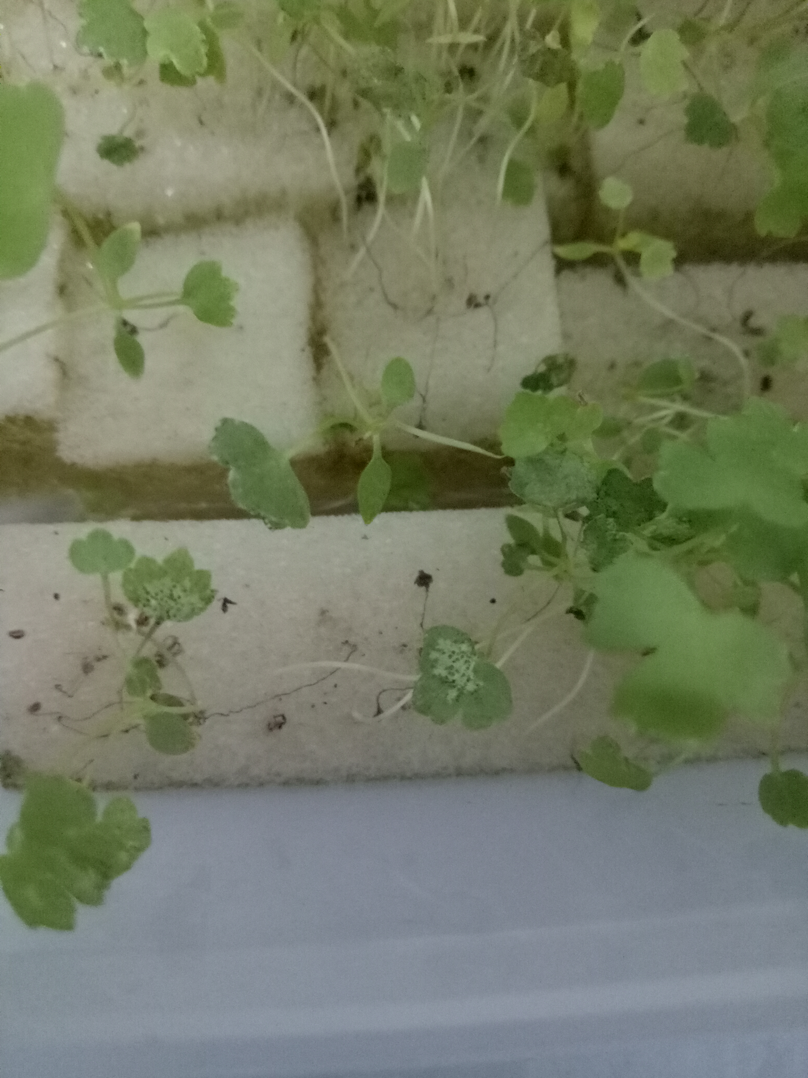 Celery What is the problem with my celery leaves?