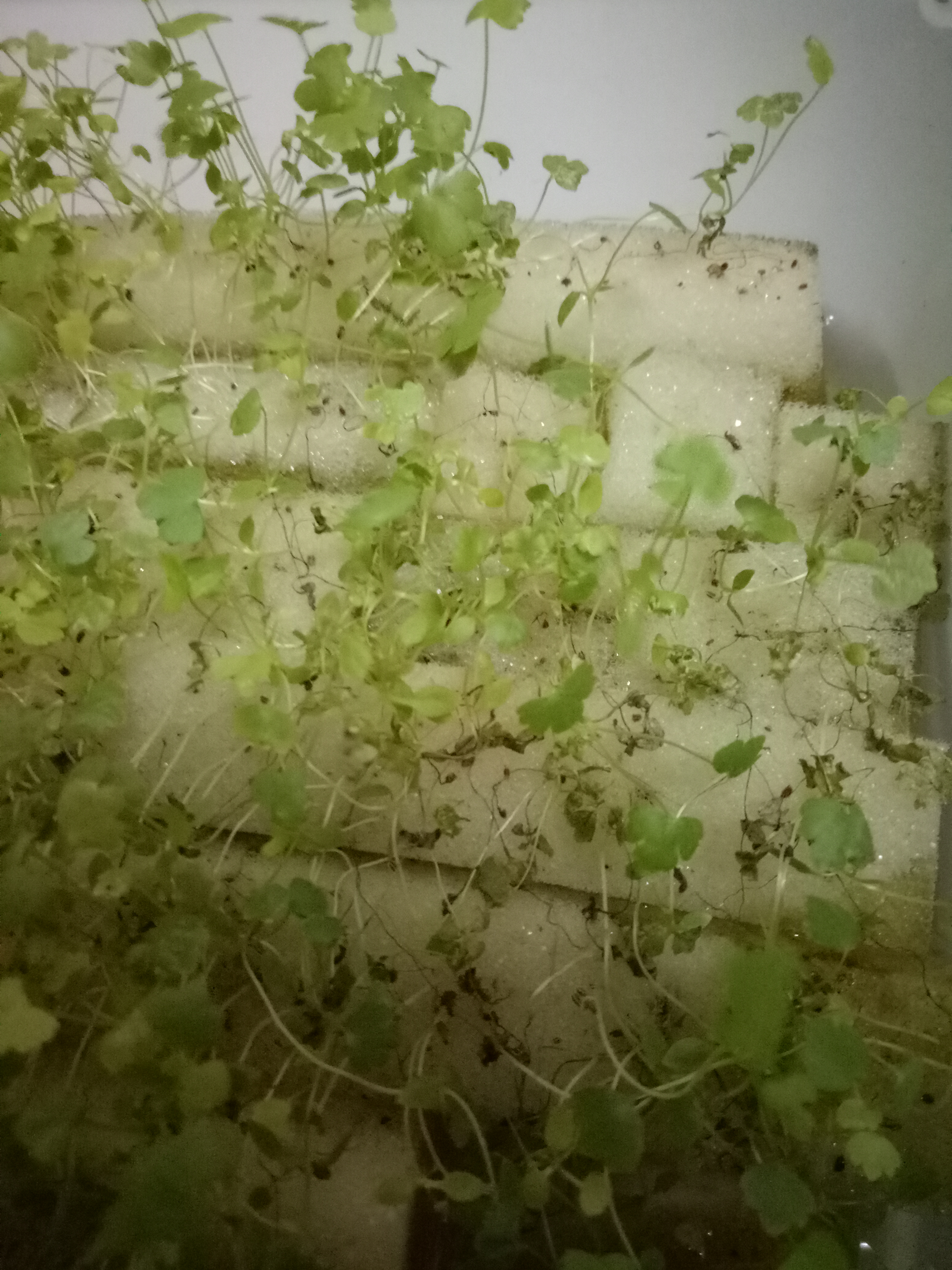 Celery What is the problem with my celery leaves?