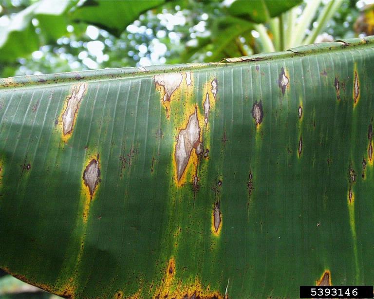 Banana Diseases and Pests, Description, Uses, Propagation