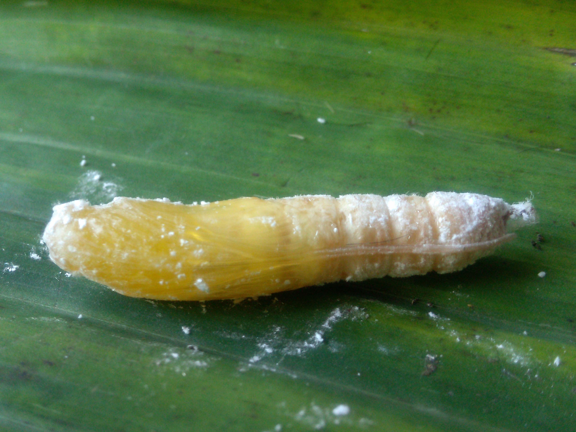 Banana Diseases and Pests, Description, Uses, Propagation