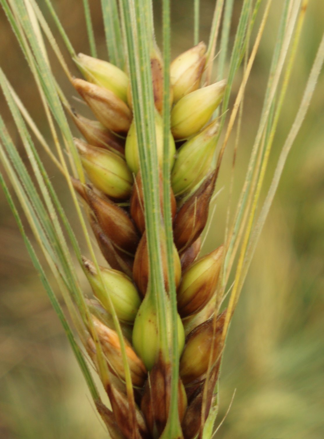Barley Diseases and Pests, Description, Uses, Propagation