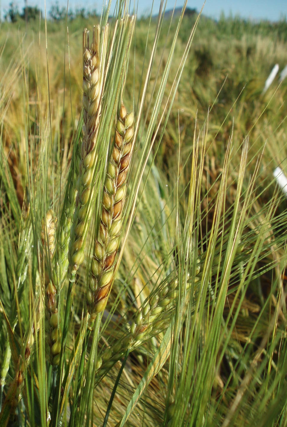 Barley Diseases and Pests, Description, Uses, Propagation