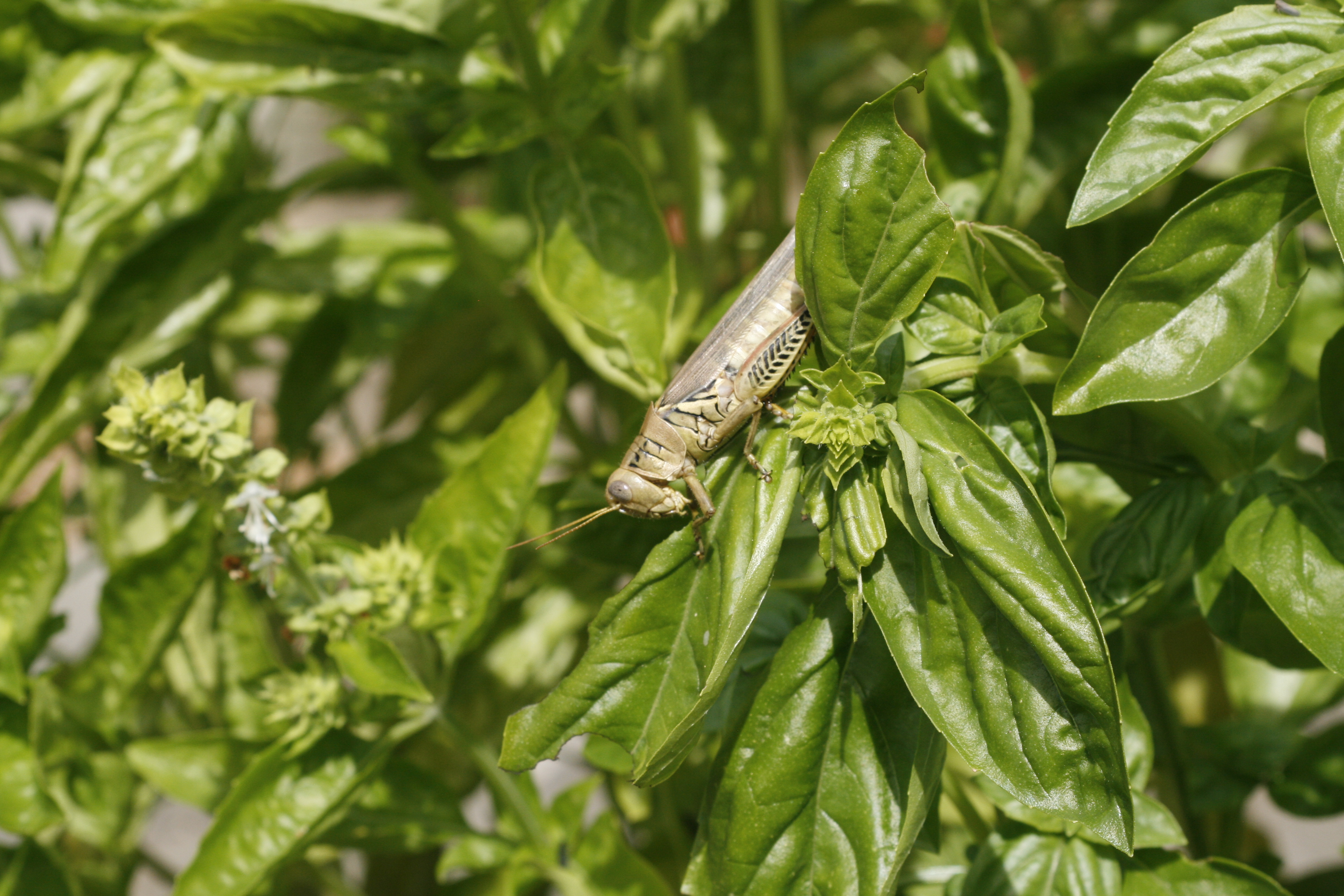 Basil Diseases and Pests, Description, Uses, Propagation