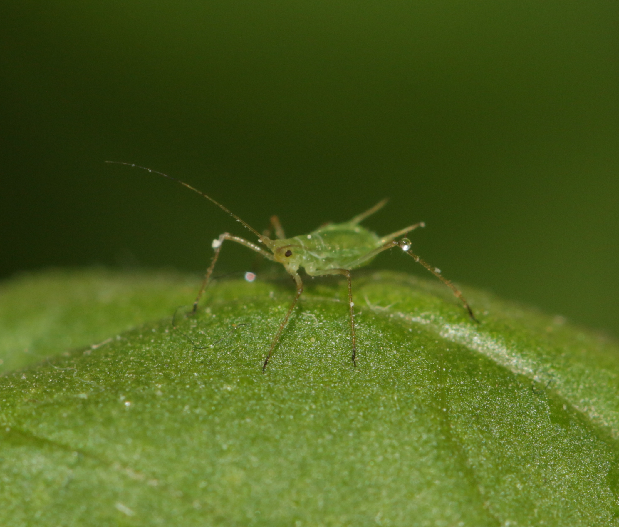 Basil Diseases and Pests, Description, Uses, Propagation