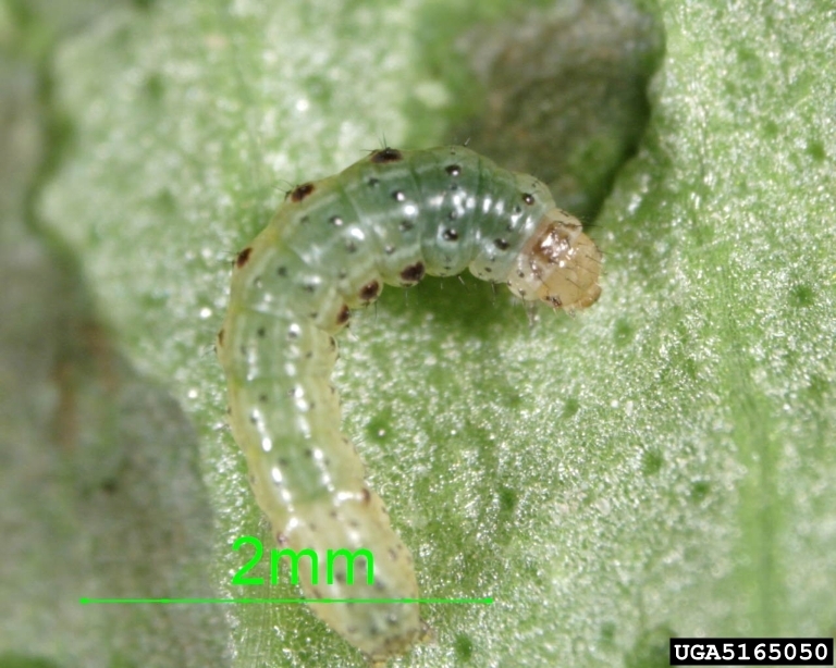 Basil Diseases and Pests, Description, Uses, Propagation