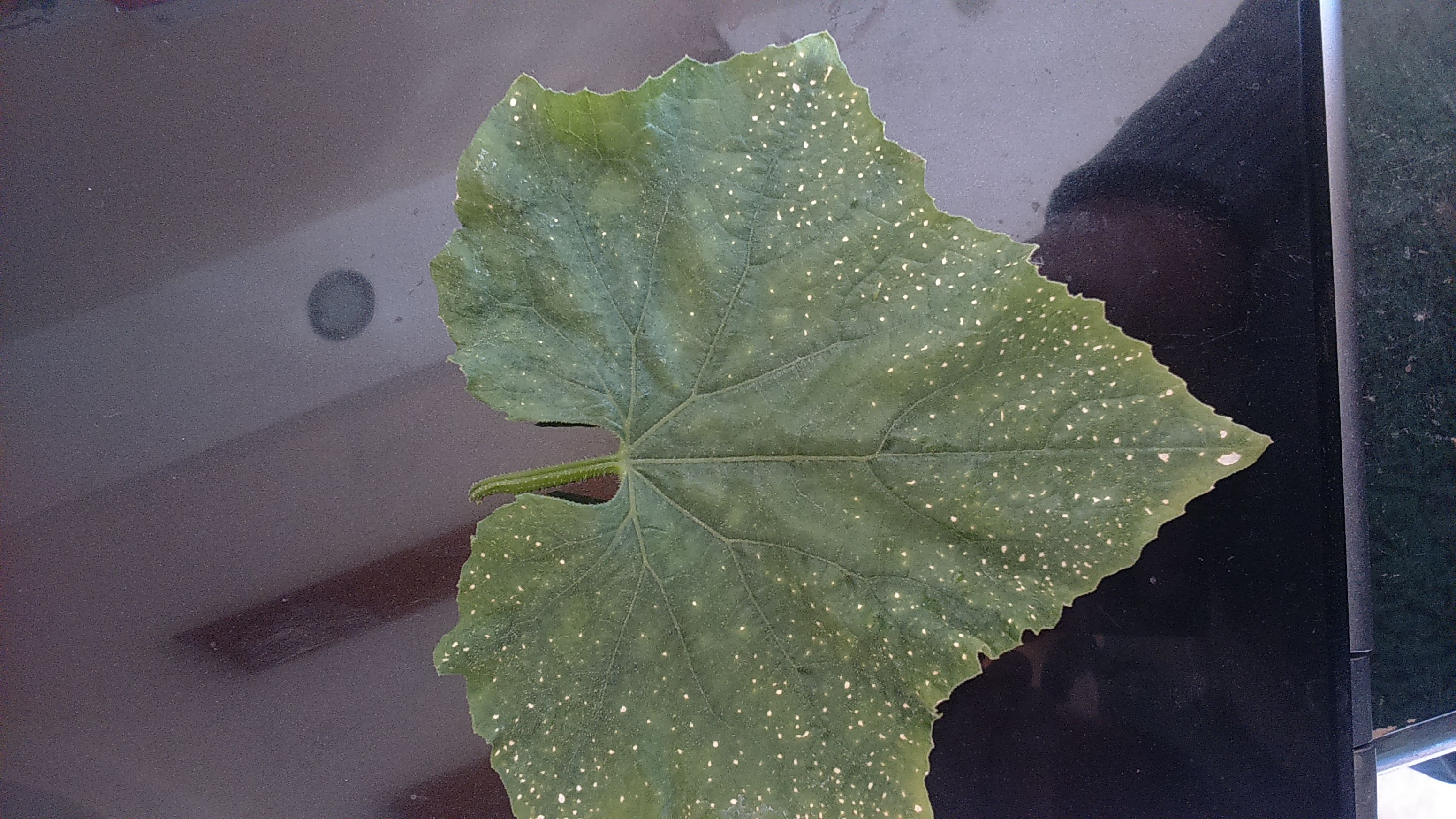 Cucumber What causes the disease?