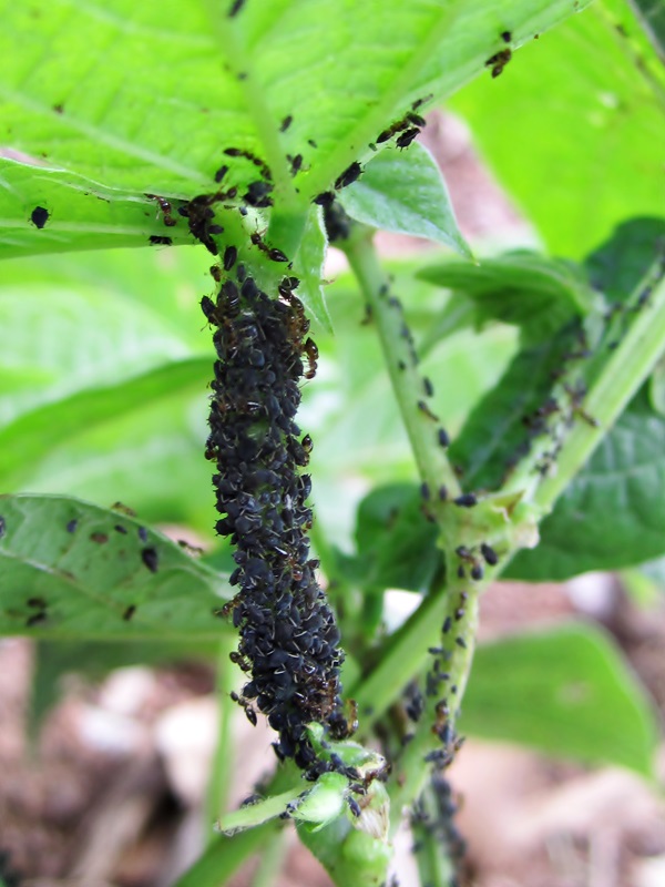 Bean Diseases and Pests, Description, Uses, Propagation