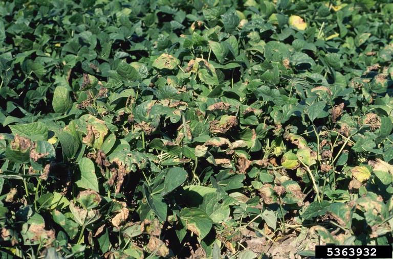 Bean Diseases and Pests, Description, Uses, Propagation