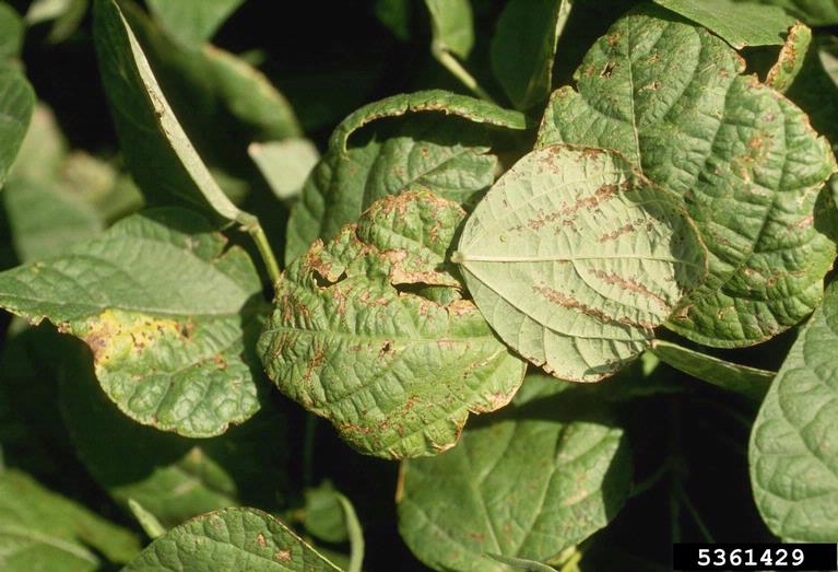 Bean Diseases and Pests, Description, Uses, Propagation