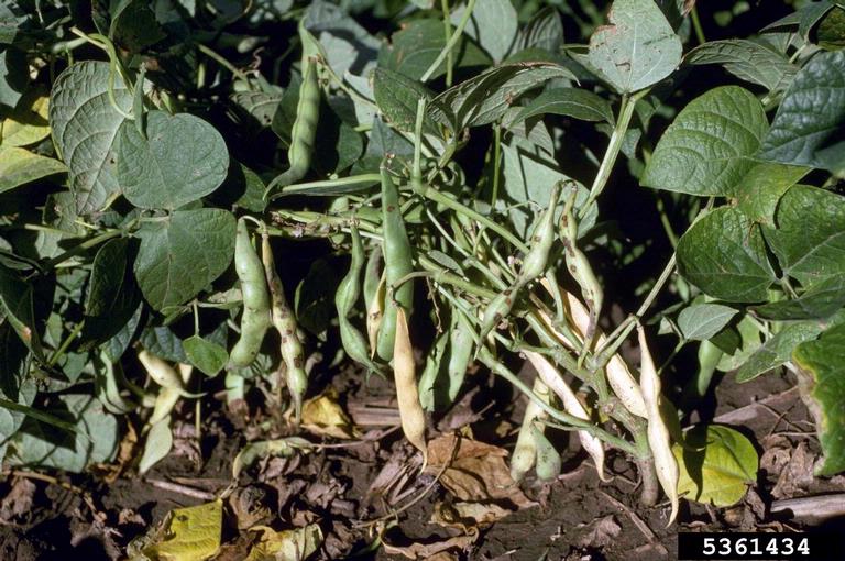 Bean Diseases and Pests, Description, Uses, Propagation