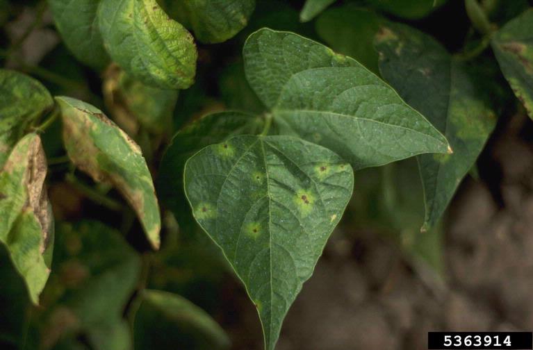 Bean Diseases and Pests, Description, Uses, Propagation
