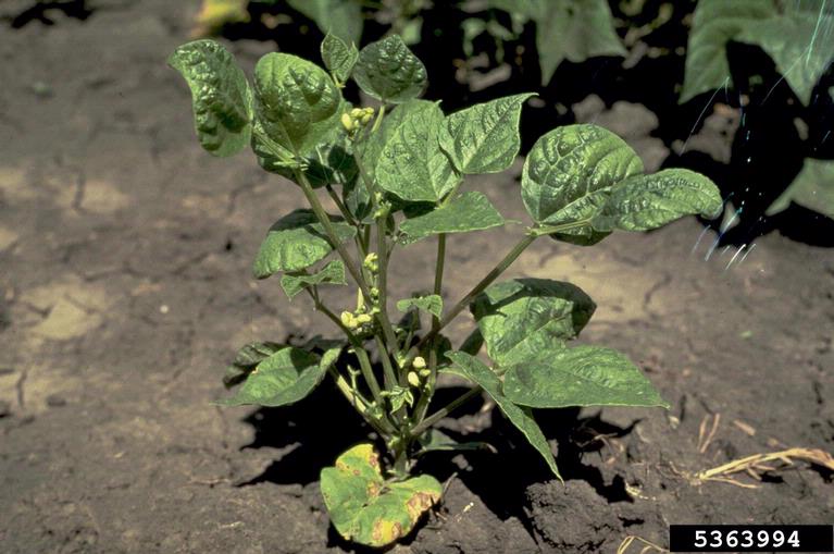 Bean | Diseases and Pests, Description, Uses, Propagation