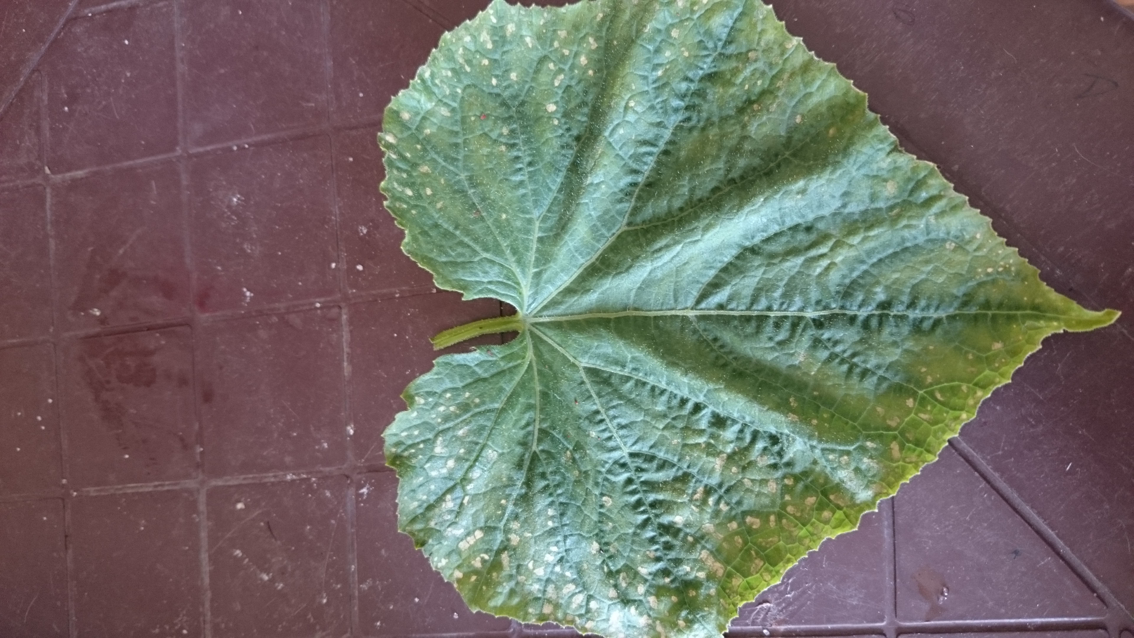 Cucumber What causes the disease?