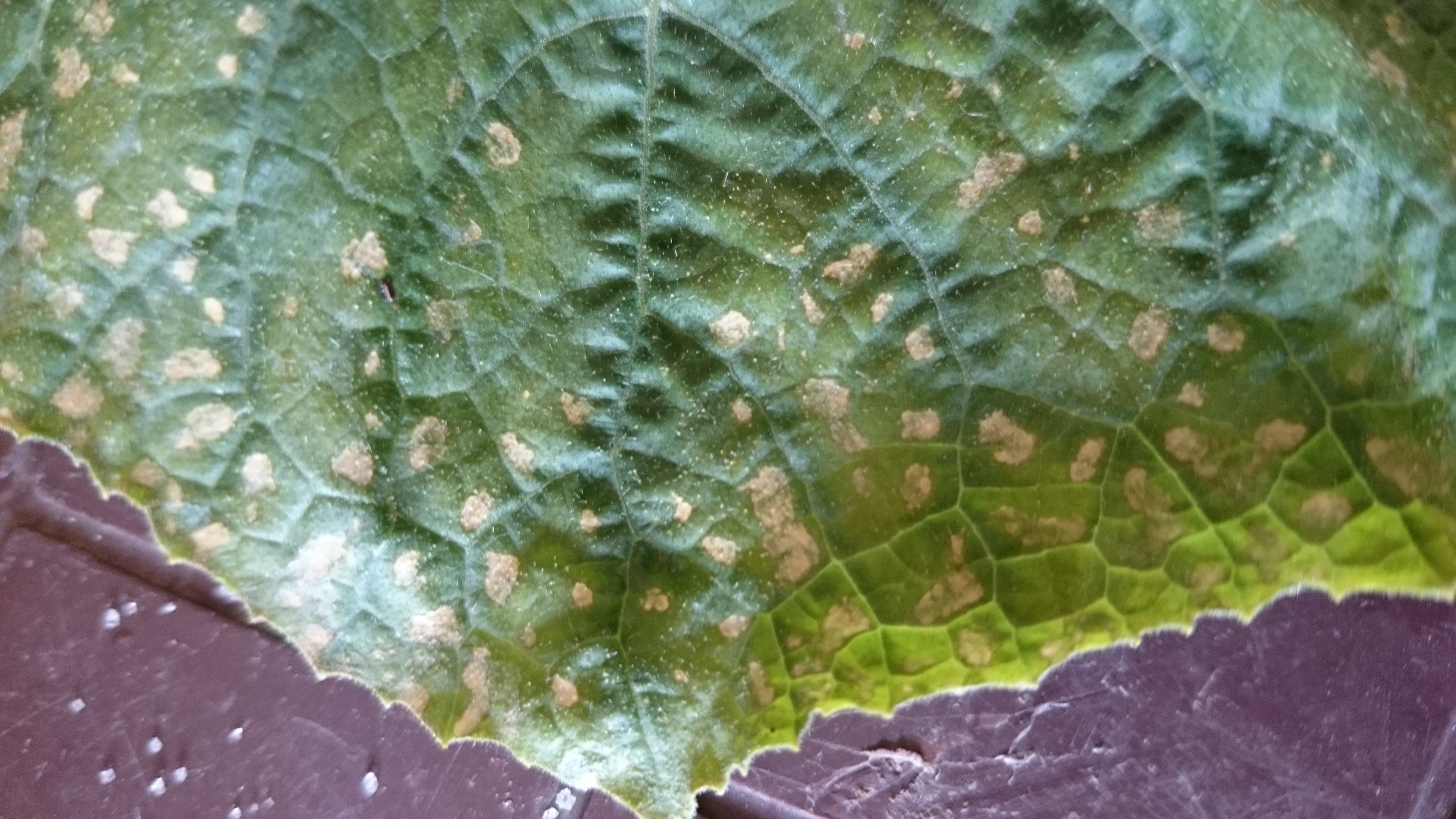 Cucumber What causes the disease?