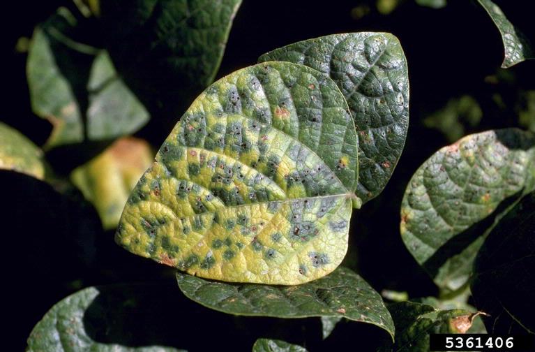 Bean Diseases and Pests, Description, Uses, Propagation