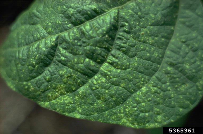 Bean Diseases and Pests, Description, Uses, Propagation