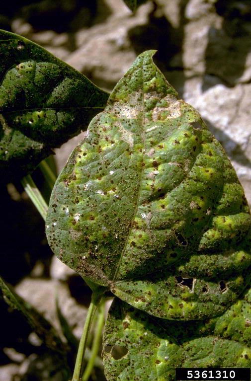 Bean Diseases and Pests, Description, Uses, Propagation