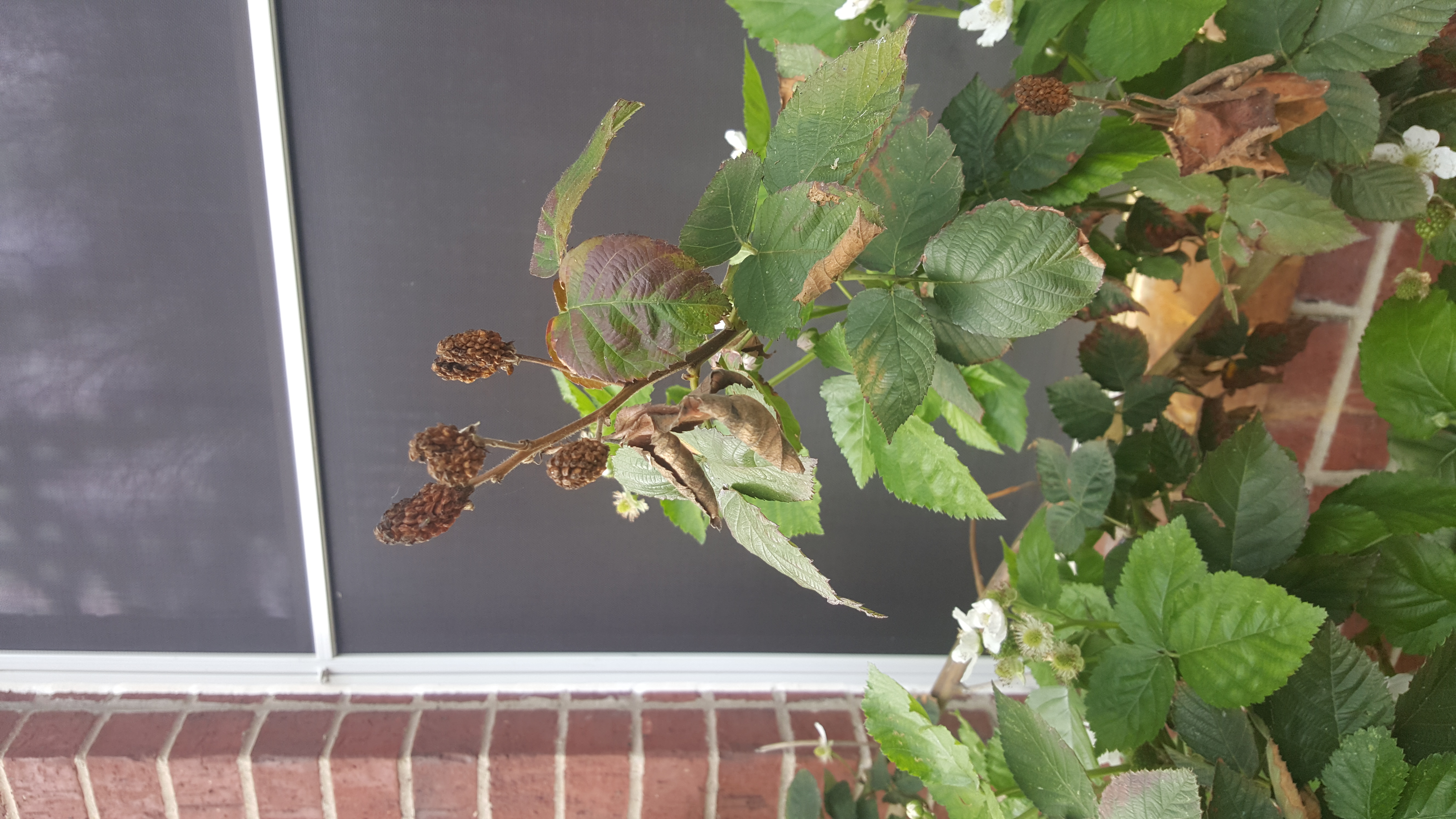 Blackberry Blackberries dying before ripening