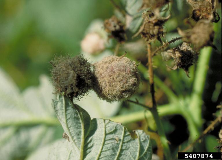 Blackberry Diseases and Pests, Description, Uses, Propagation