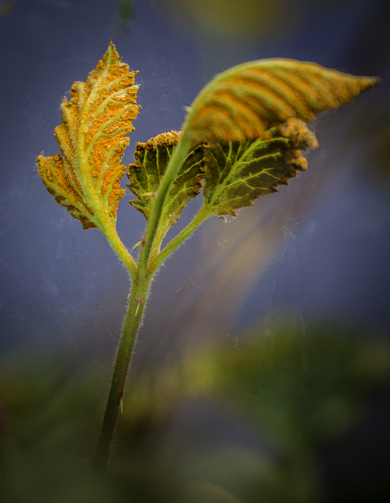 Blackberry Diseases and Pests, Description, Uses, Propagation
