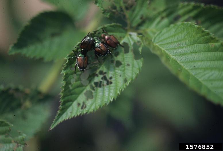 Blackberry Diseases and Pests, Description, Uses, Propagation