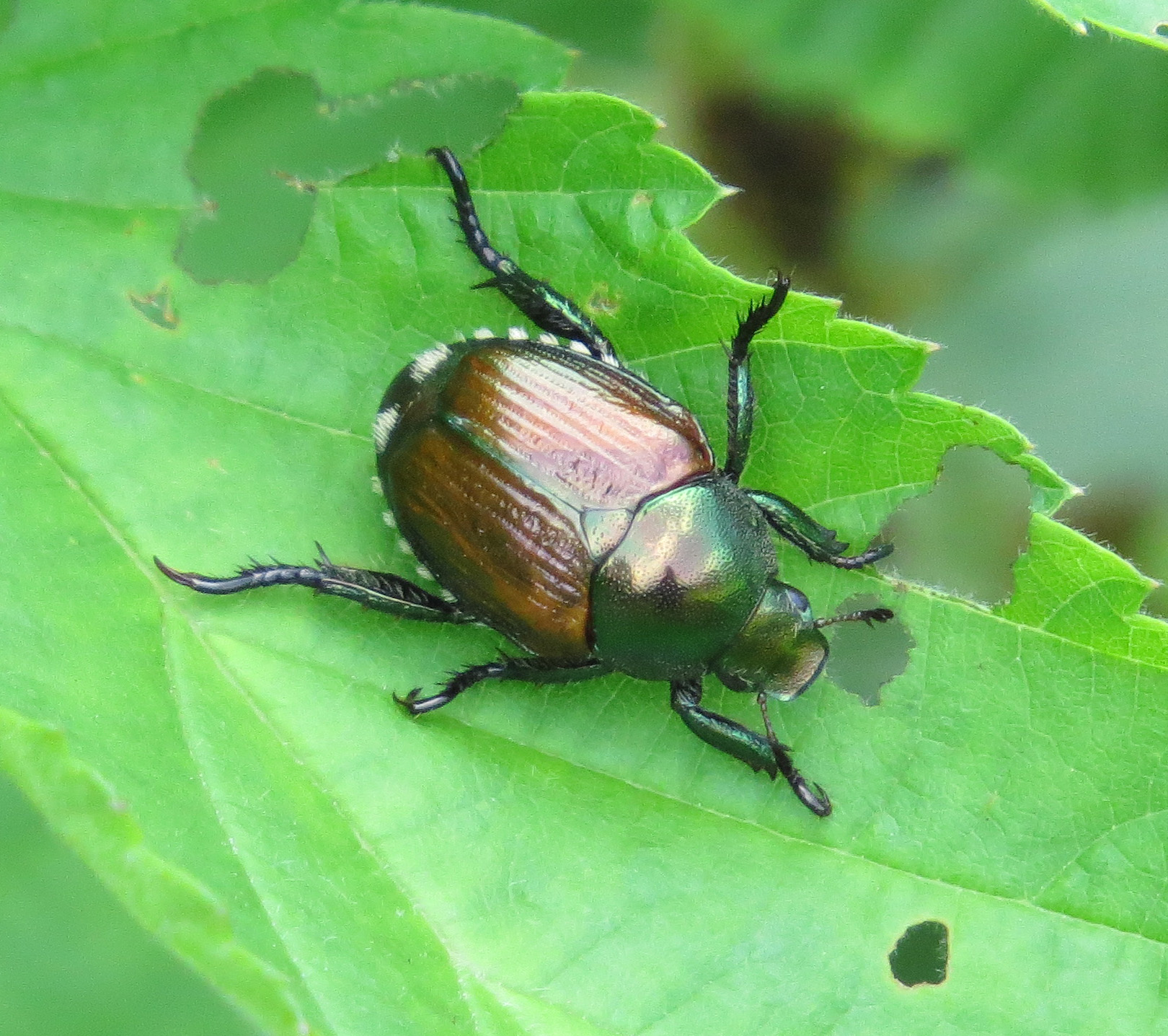 Blackberry Diseases and Pests, Description, Uses, Propagation