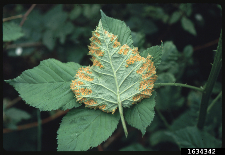 Blackberry Diseases and Pests, Description, Uses, Propagation