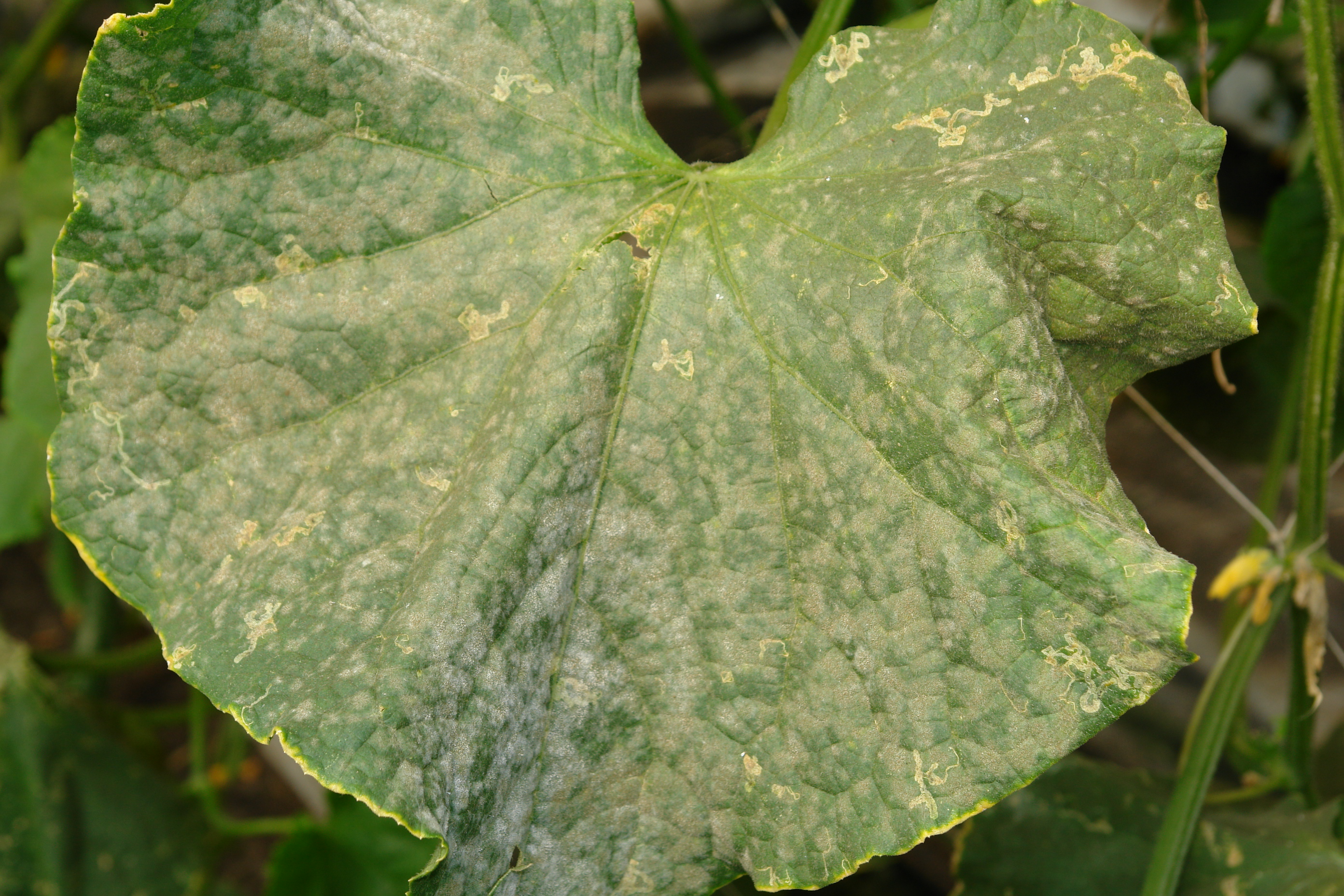 Cucumber Diseases and Pests, Description, Uses, Propagation