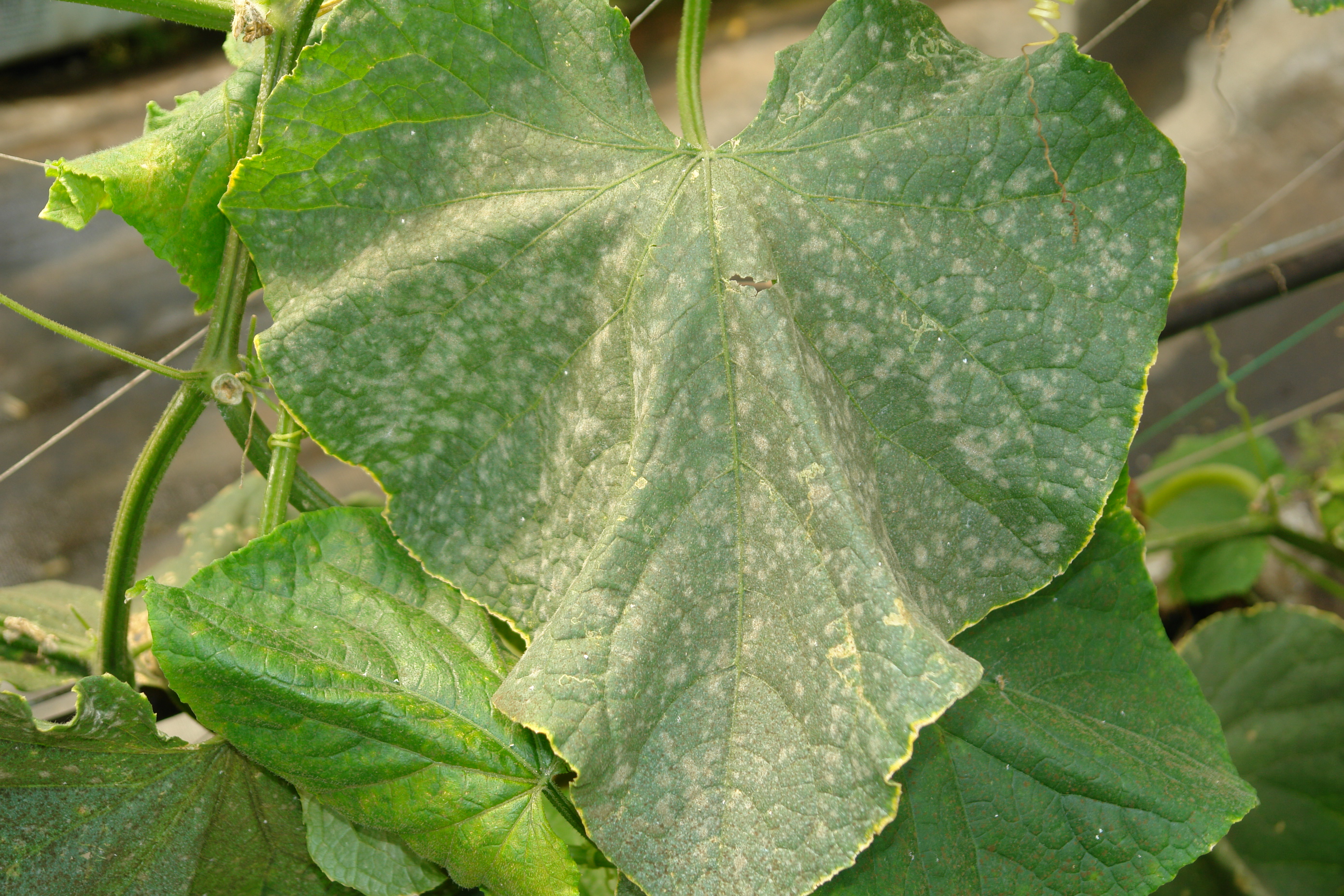 Cucumber Diseases and Pests, Description, Uses, Propagation