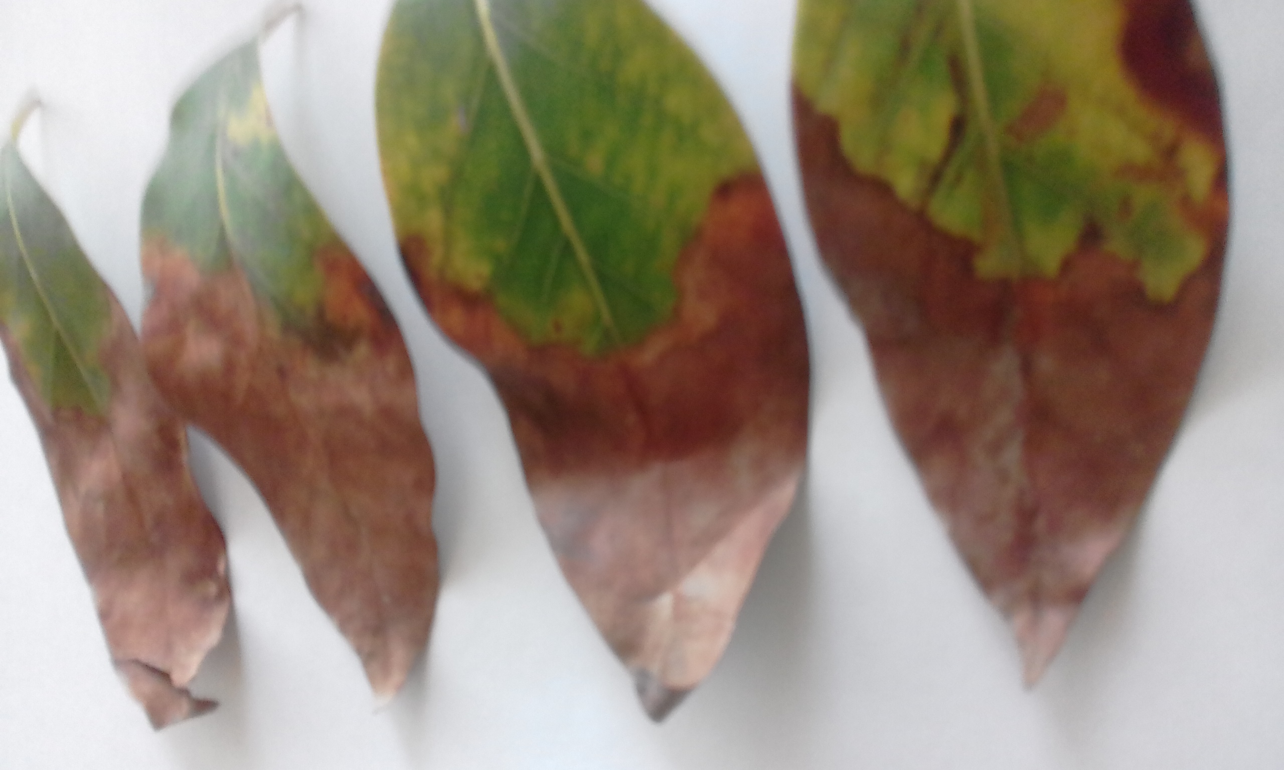 Avocado Avocado (Aguacate)