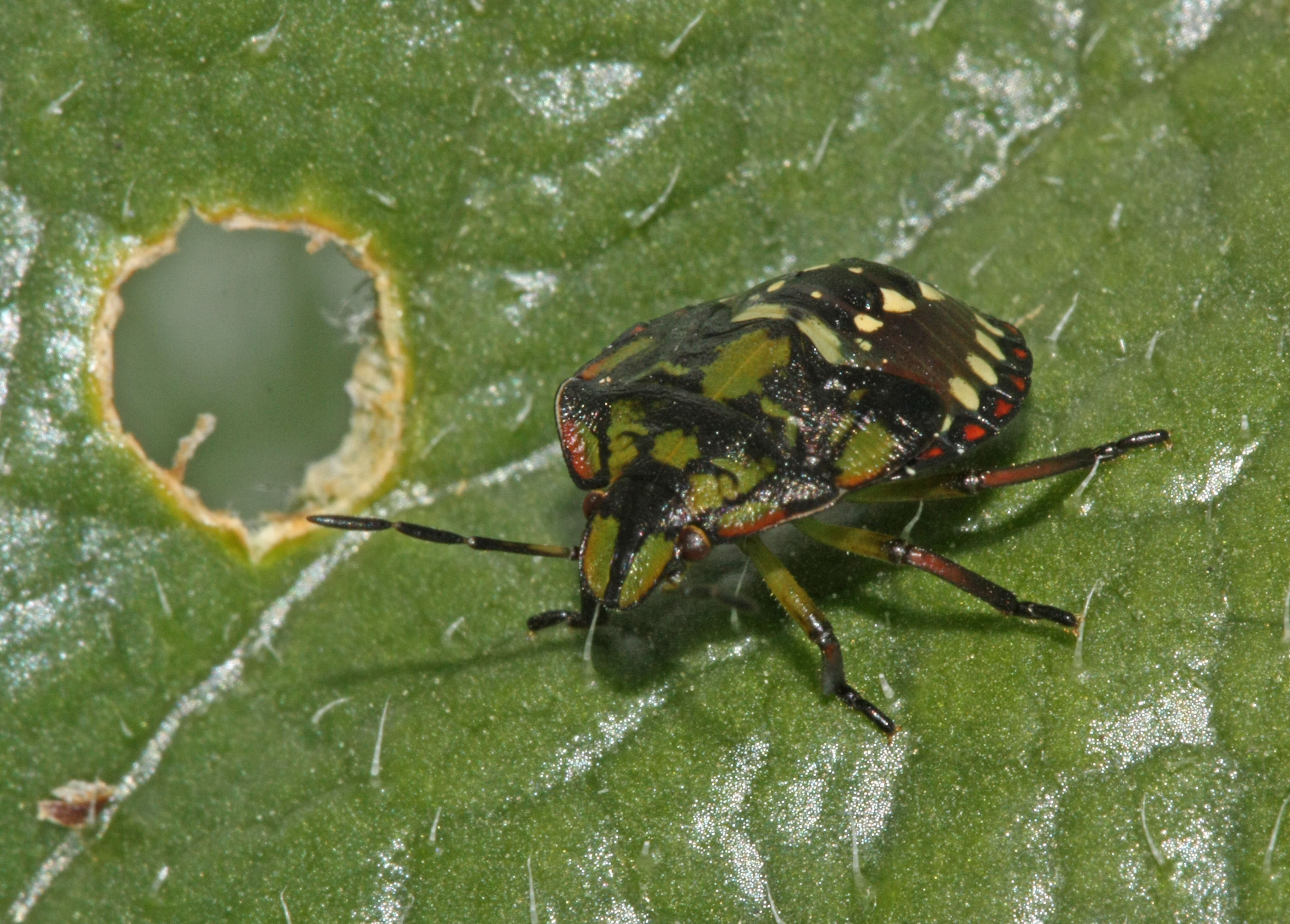Cucumber Diseases and Pests, Description, Uses, Propagation