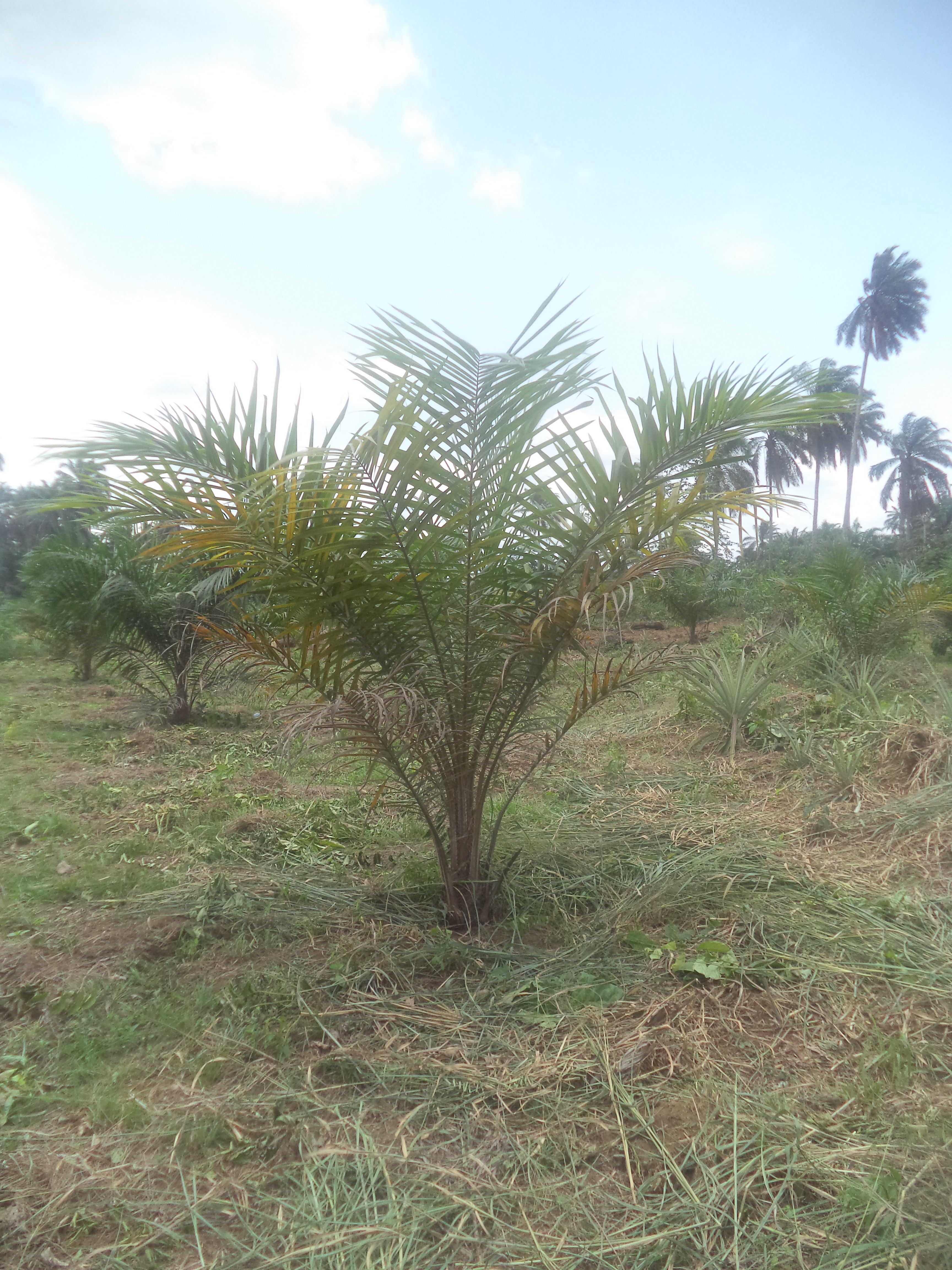 Oil palm Dry fronds in oil palm