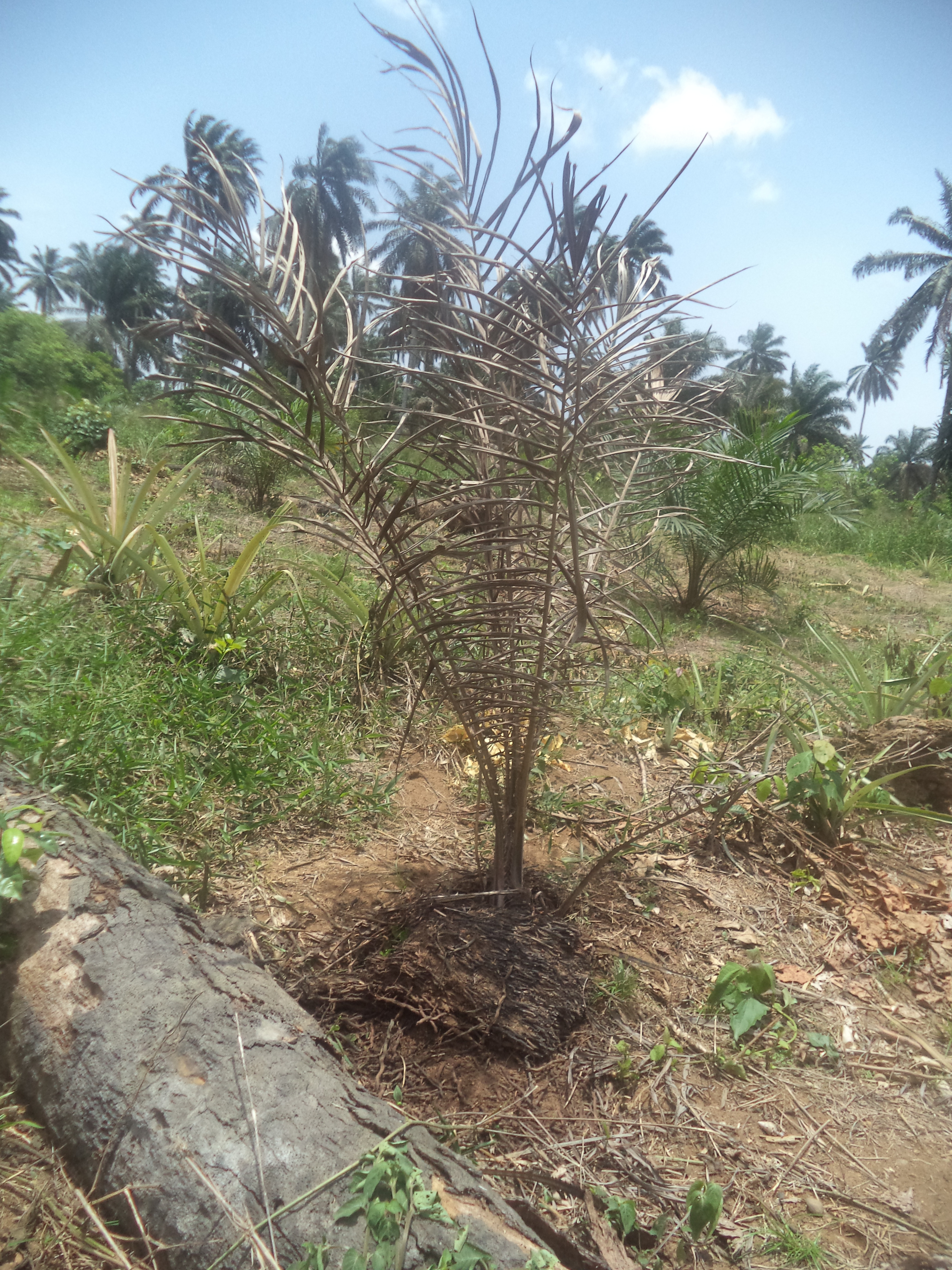 Oil palm Dry fronds in oil palm
