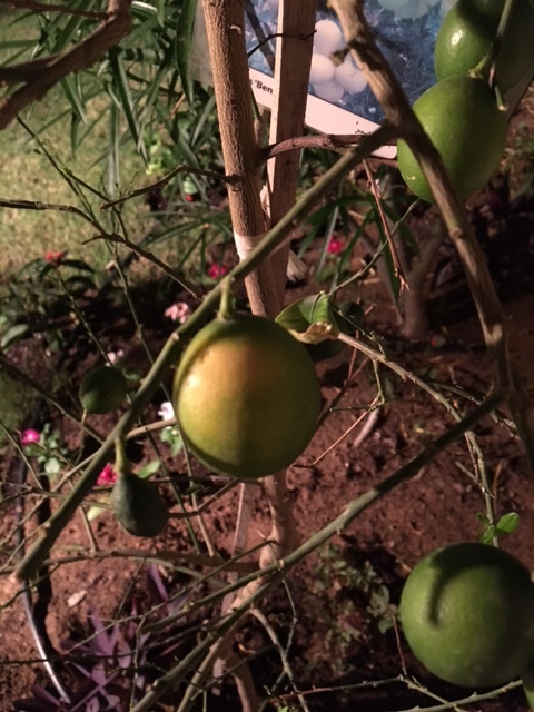 Lemon | Lemon tree no leaves