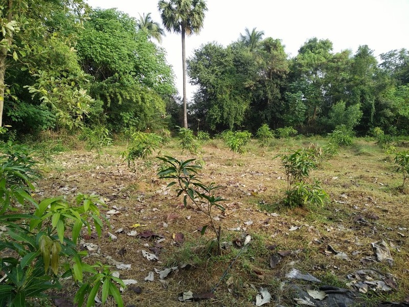 Mango | Mango tree not growing