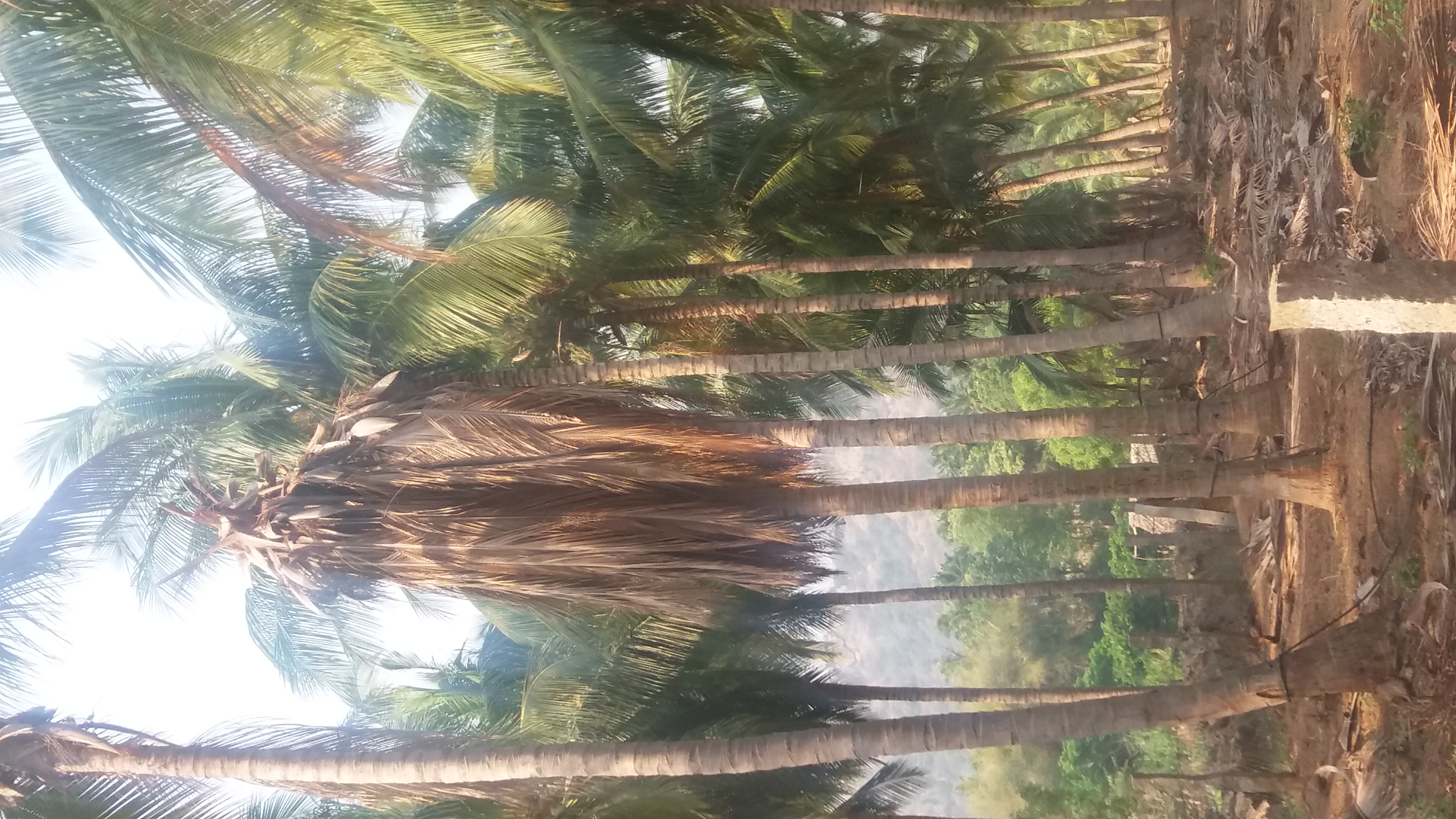 Coconut Tanjore wilt