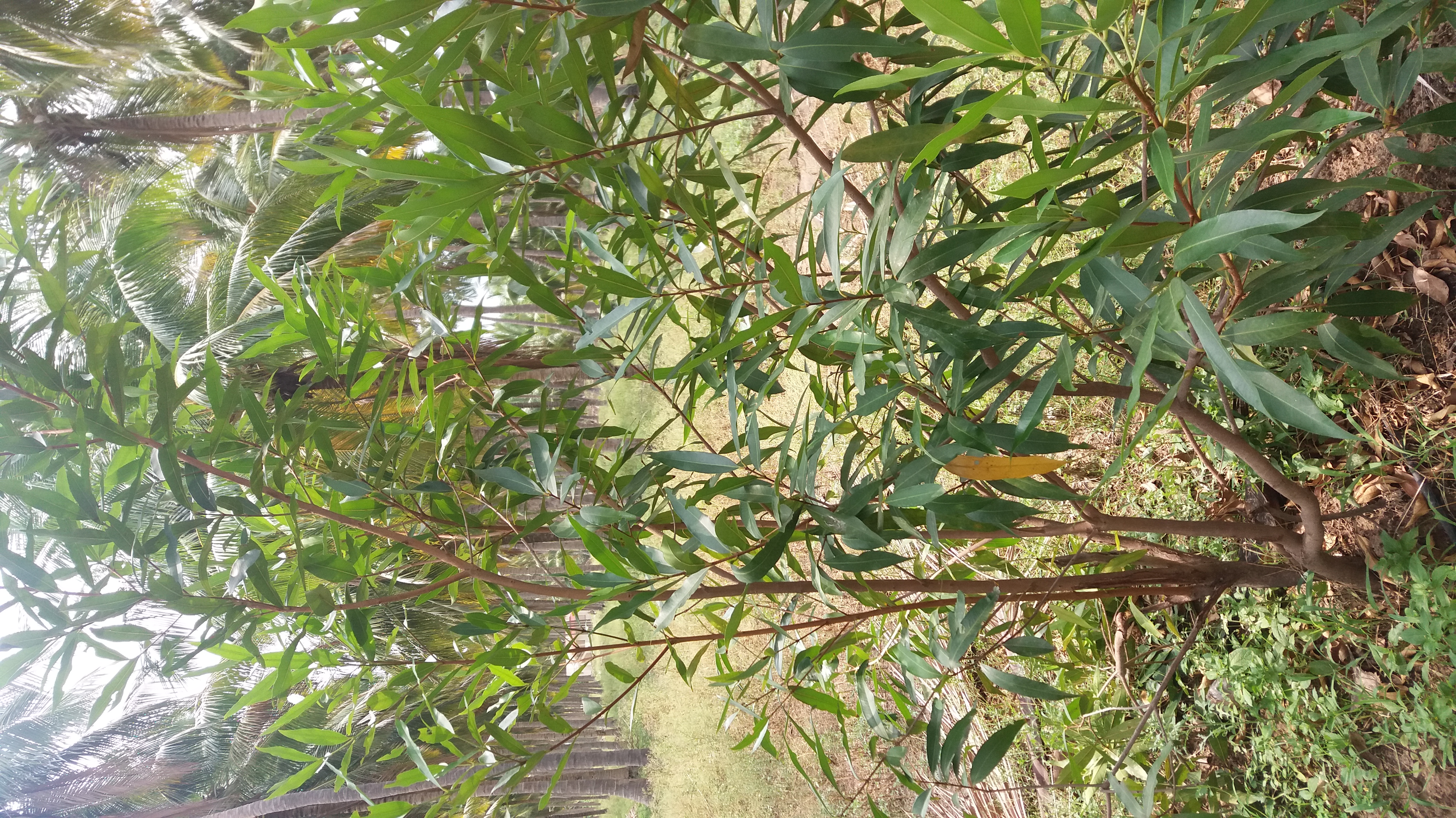 General Big tree no fruits (rose apple)