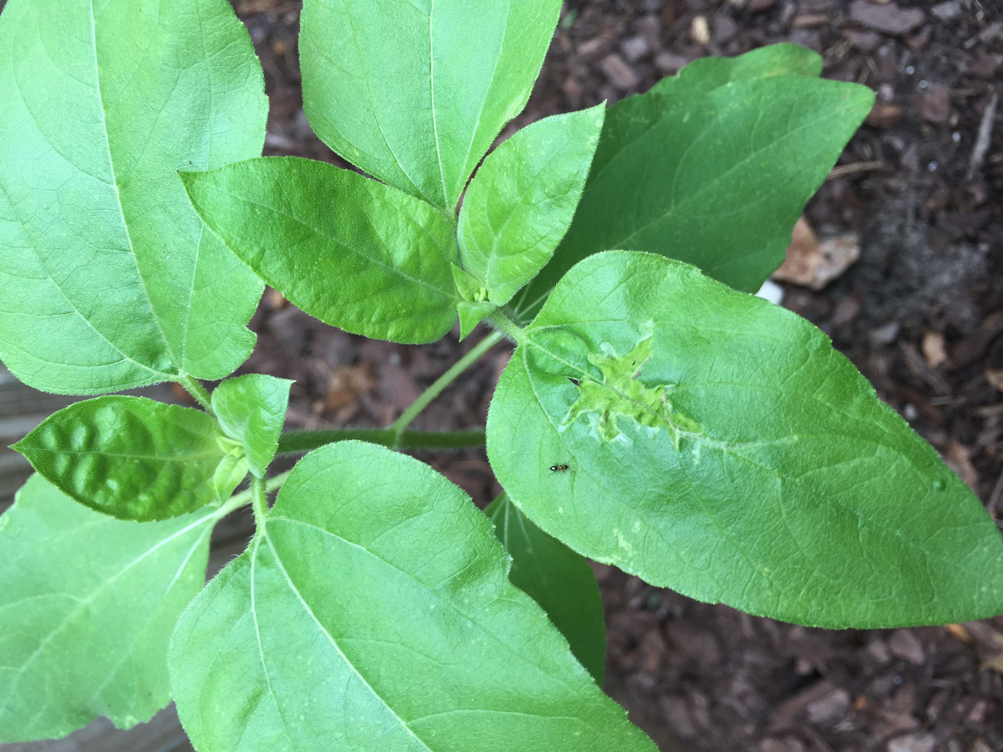 Sunflower Sunflower leaf yellow/brown spots/puckered. Need help