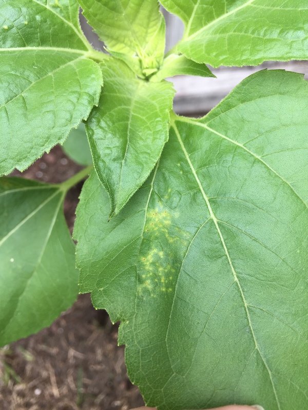 Sunflower Sunflower leaf yellow/brown spots/puckered. Need help