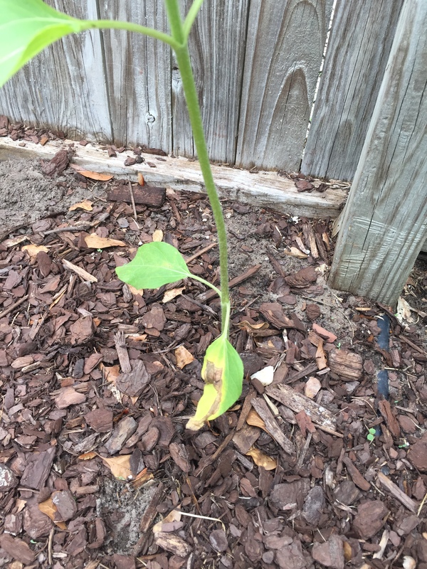 Sunflower Sunflower leaf yellow/brown spots/puckered. Need help