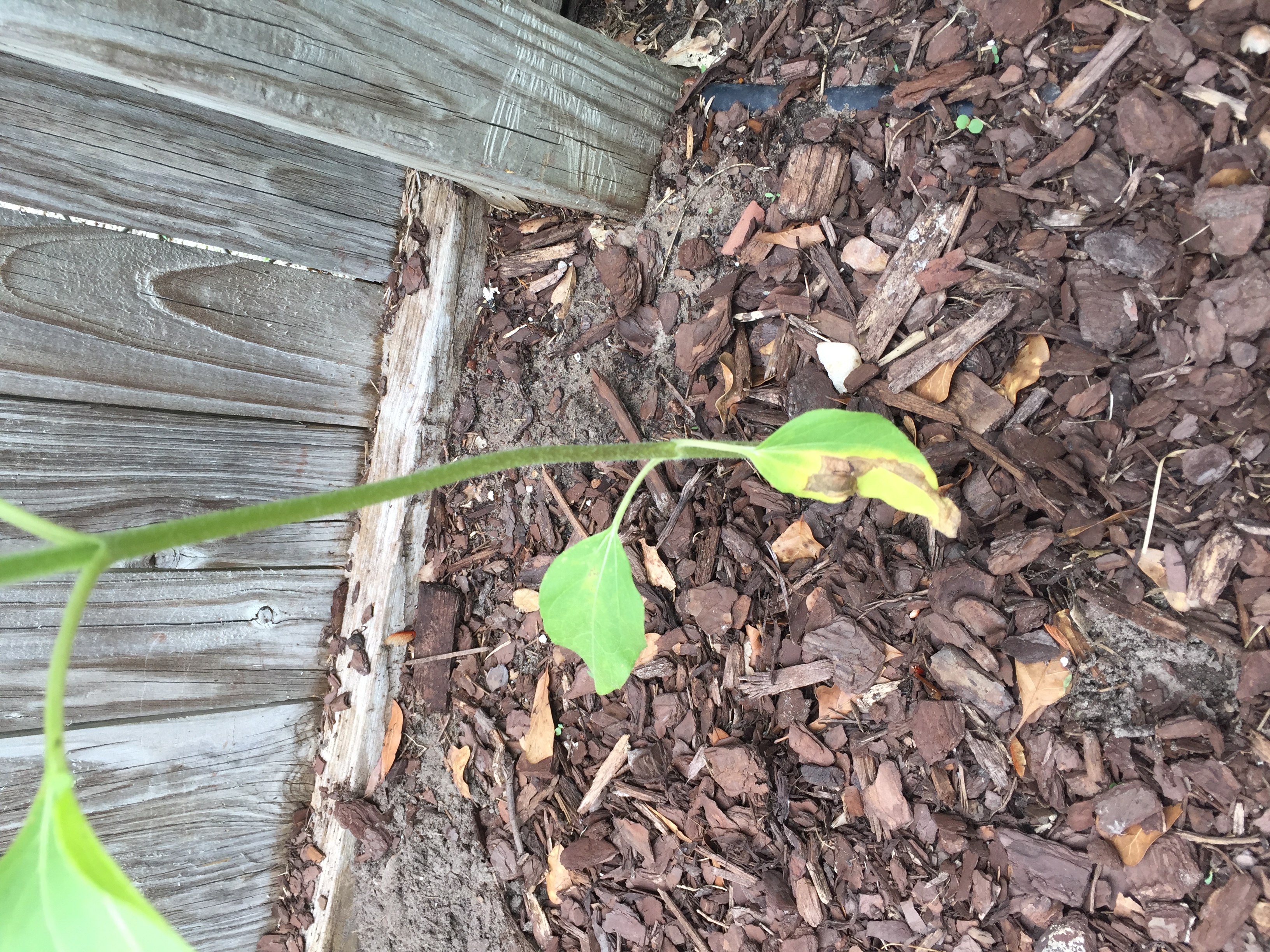 Sunflower Sunflower leaf yellow/brown spots/puckered. Need help