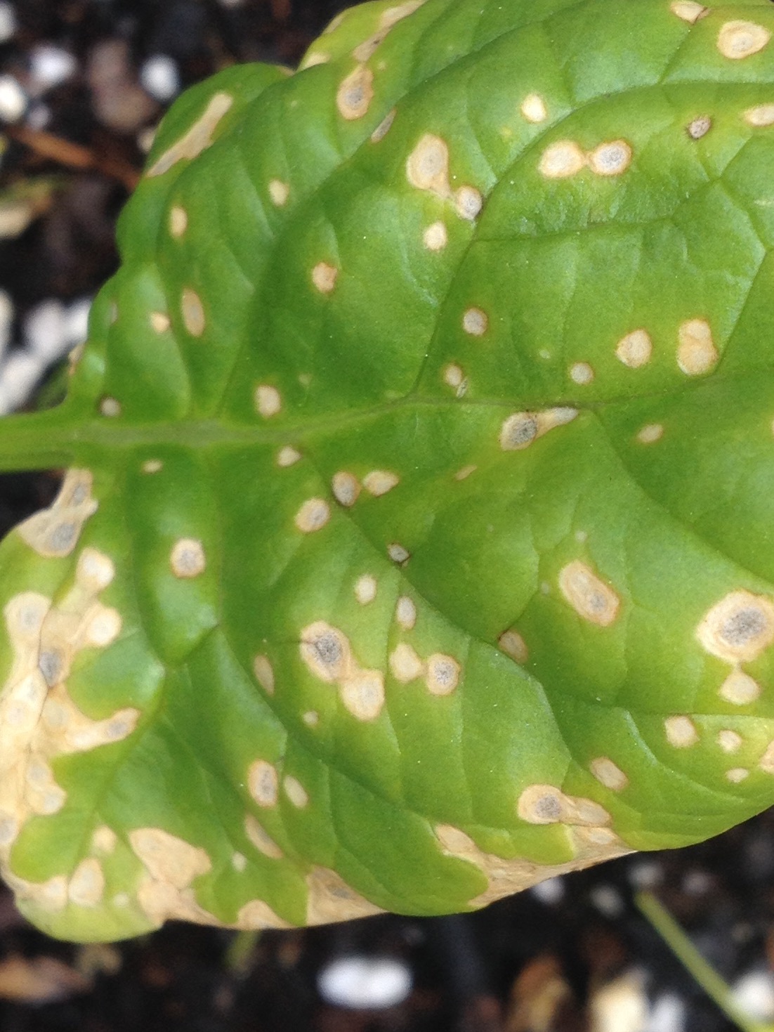 Spinach Spinach plants yellow with spots