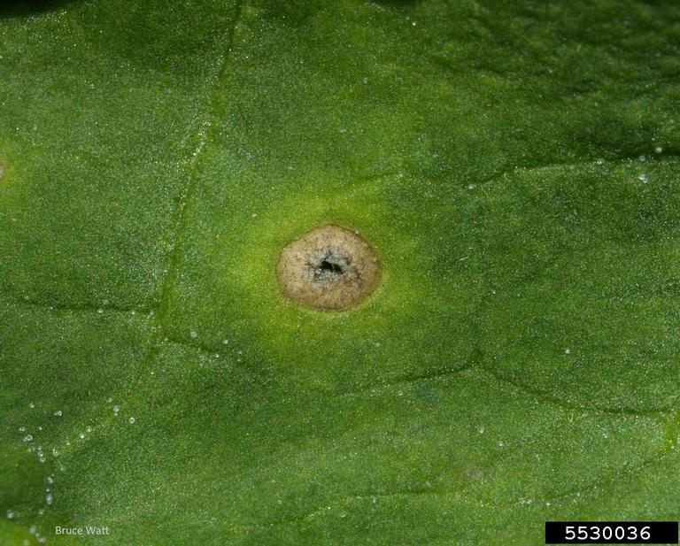 Spinach Spinach plants yellow with spots